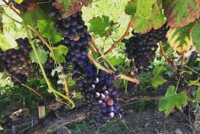 Côte-Rôtie & Vienne Region Roman History with Wine Tasting from Lyon