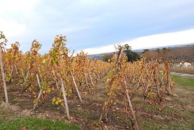 Rhône Valley Terroir Private Tour with Local Cheese & Wine Tasting from Lyon