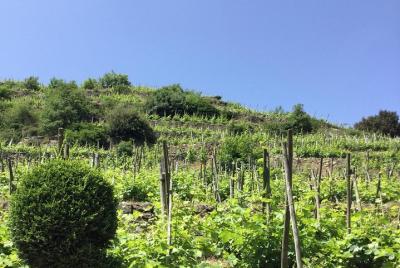 Northern Rhône Valley half day private tour