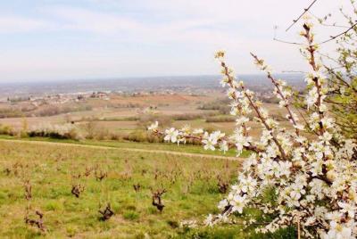 Lyon vineyards private tour