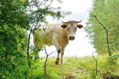 Cheese and wine of Beaujolais private tour
