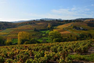 Vineyard Tour with Wine and Charcuterie Tasting Magnum Formula