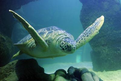 SEA LIFE Val d SEA LIFE Val d'Europe Paris General Admission