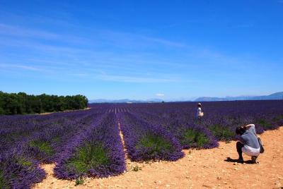 Lavender Fields Tour in Valensole from Marseille Lavender Fields Tour in Valensole from Marseille
