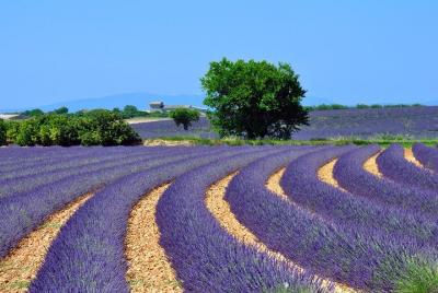 Provence Lavender Fields and Aix-en-Provence Tour from Marseille Provence Lavender Fields and Aix-en-Provence Tour from Marseille