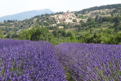 Lavender Tour Sault from Marseille Lavender Tour Sault from Marseille