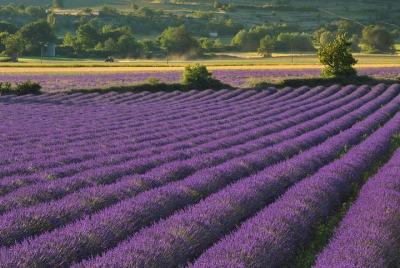 Private Tour: Provence Lavender Fields and Aix-en-Provence Day Trip from Marseille Private Tour: Provence Lavender Fields and Aix-en-Provence Day Trip from Marseille