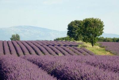 Lavender  Lavender