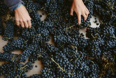 Pic Saint Loup Winetour & food