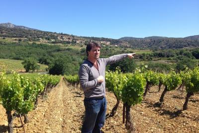 Small-Group Half-Day Languedoc Wine and Olive Tour from Montpelli Small-Group Half-Day Languedoc Wine and Olive Tour from Montpelli