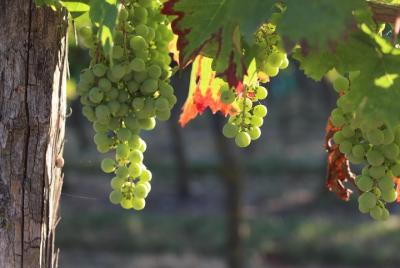 From Nantes - Vineyard of Nantes in Minivan - Half day From Nantes - Vineyard of Nantes in Minivan - Half day