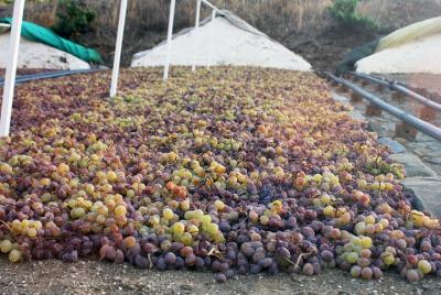 Muscat Raisin Route - Small group with lunch included Muscat Raisin Route - Small group with lunch included