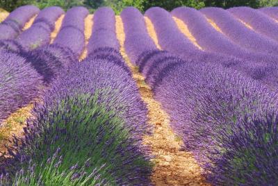 9 Hour private tour special : the breathtaking Lavenderfields 9 Hour private tour special : the breathtaking Lavenderfields