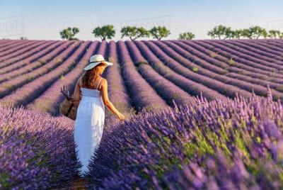 Provence and Lavander - Shared & Guided Full Day Tour