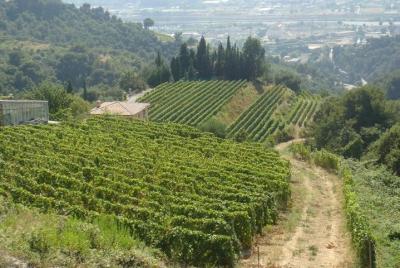 Provence Countryside Full-Day Private Tour from Nice