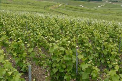 Private Full Day Little Bubble Family Vineyard Tour from Reims or Epernay Private Full Day Little Bubble Family Vineyard Tour from Reims or Epernay