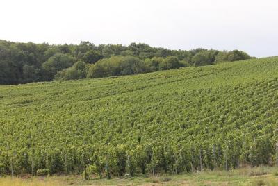 Private Full Day Champagne 5 Vineyard Tasting Tour Private Full Day Champagne 5 Vineyard Tasting Tour