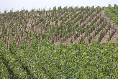 Private Half Day Champagne Triple Vineyard Tasting Tour from Reims by Car Private Half Day Champagne Triple Vineyard Tasting Tour from Reims by Car