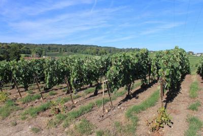 Private Half Day Grand Cru Village Champagne Vineyard Tour Private Half Day Grand Cru Village Champagne Vineyard Tour