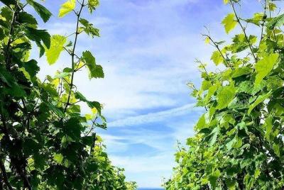 Champagne Lamiable: From the Vineyard to your own bottle full experience Champagne Lamiable: From the Vineyard to your own bottle full experience