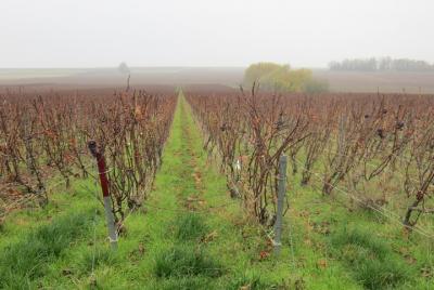Let Let's take a walk in the vineyards