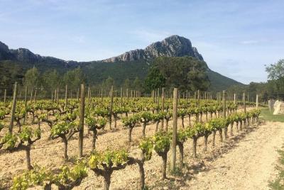 Pic St Loup winetour from Sète  Pic St Loup winetour from Sète