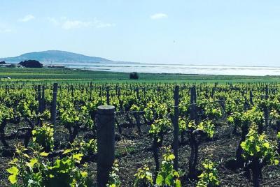 Day Wine Tour from Sete with lunch Day Wine Tour from Sete with lunch