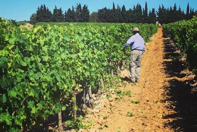 Small-Group Half-Day Languedoc Wine Tour from Sète Small-Group Half-Day Languedoc Wine Tour from Sète