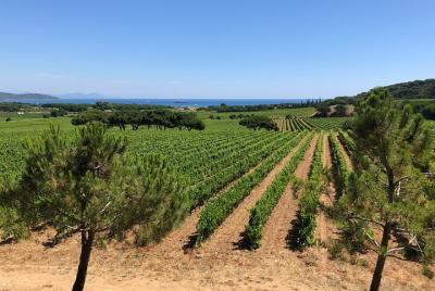 Horse back in the vineyards of Ramatuelle Horse back in the vineyards of Ramatuelle