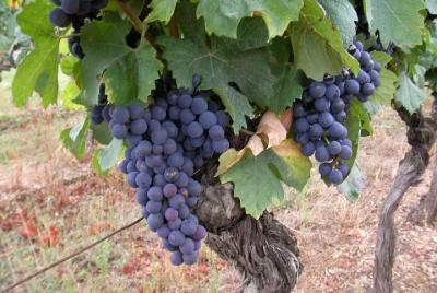 Gaillac Wine Half Day Tour from Toulouse