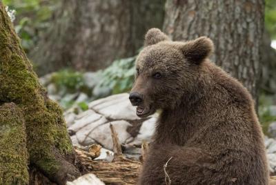Hiking to discover the Bear