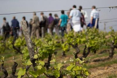 Tour of a Vineyard, Winery & Cellar with Wine Tasting in Vouvray, Loire Valley Tour of a Vineyard, Winery & Cellar with Wine Tasting in Vouvray, Loire Valley