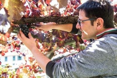 Wine tasting Apicella winery with rich buffet Wine tasting Apicella winery with rich buffet