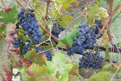 EXCLUSIVE Wine Tour in Chianti and Siena with Lunch & Wine Tasting included EXCLUSIVE Wine Tour in Chianti and Siena with Lunch & Wine Tasting included