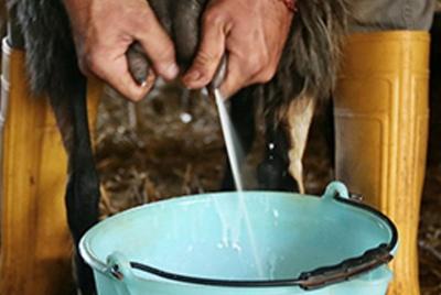 Pienza: Cheese making demonstration and Light Lunch in a Farm