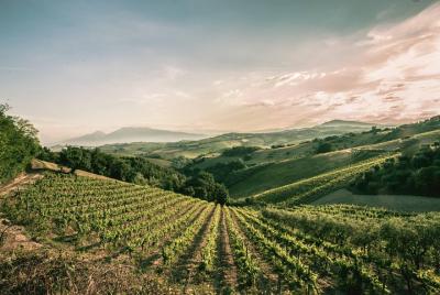 Wine day tour from Ancona