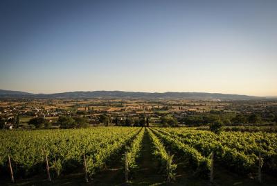 Organic Winery tour with Full Lunch from Assisi  Organic Winery tour with Full Lunch from Assisi