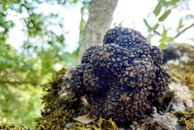 Private Truffle Hunting Experience in Assisi