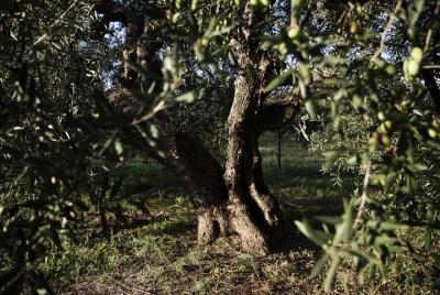 EVO of Landscapes Perfumes and Flavors EVO of Landscapes Perfumes and Flavors