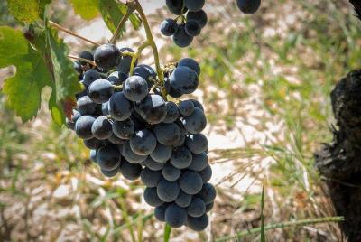 Wine tour aroud vineyards of Cagliari  Wine tour aroud vineyards of Cagliari