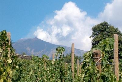 Private visit to the cellars of Etna with wine tasting Private visit to the cellars of Etna with wine tasting