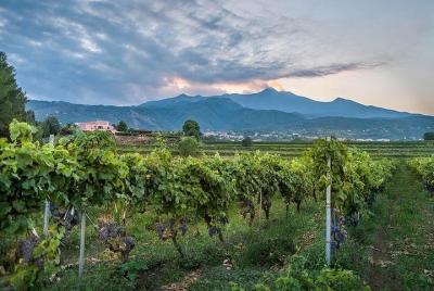 Wine Tasting tour from Catania Wine Tasting tour from Catania