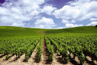 Luxury Chianti Classico Experience Luxury Chianti Classico Experience