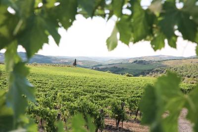 Chianti afternoon Wine Tour from Florence Chianti afternoon Wine Tour from Florence
