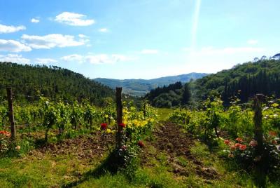 Chianti Vineyards Escape from Florence with Two Wine Tastings Chianti Vineyards Escape from Florence with Two Wine Tastings