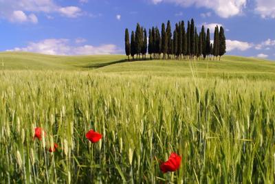 Montalcino, Orcia Valley, Pienza, and Montepulciano: Wine- and Cheese-Tasting Guided Tour from Florence Montalcino, Orcia Valley, Pienza, and Montepulciano: Wine- and Cheese-Tasting Guided Tour from Florence