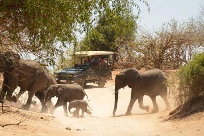 2 Days in Hwange National Park from Victoria Falls  2 Days in Hwange National Park from Victoria Falls