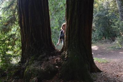 Meditation under the monumental sequoias Meditation under the monumental sequoias