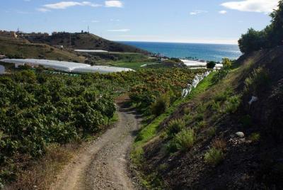 Tropical Route, Avocados and Mangoes - Small group, tasting and lunch included Tropical Route, Avocados and Mangoes - Small group, tasting and lunch included