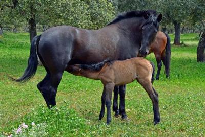 Skip the Line: Ronda Reservatauro Ronda Entrance Ticket